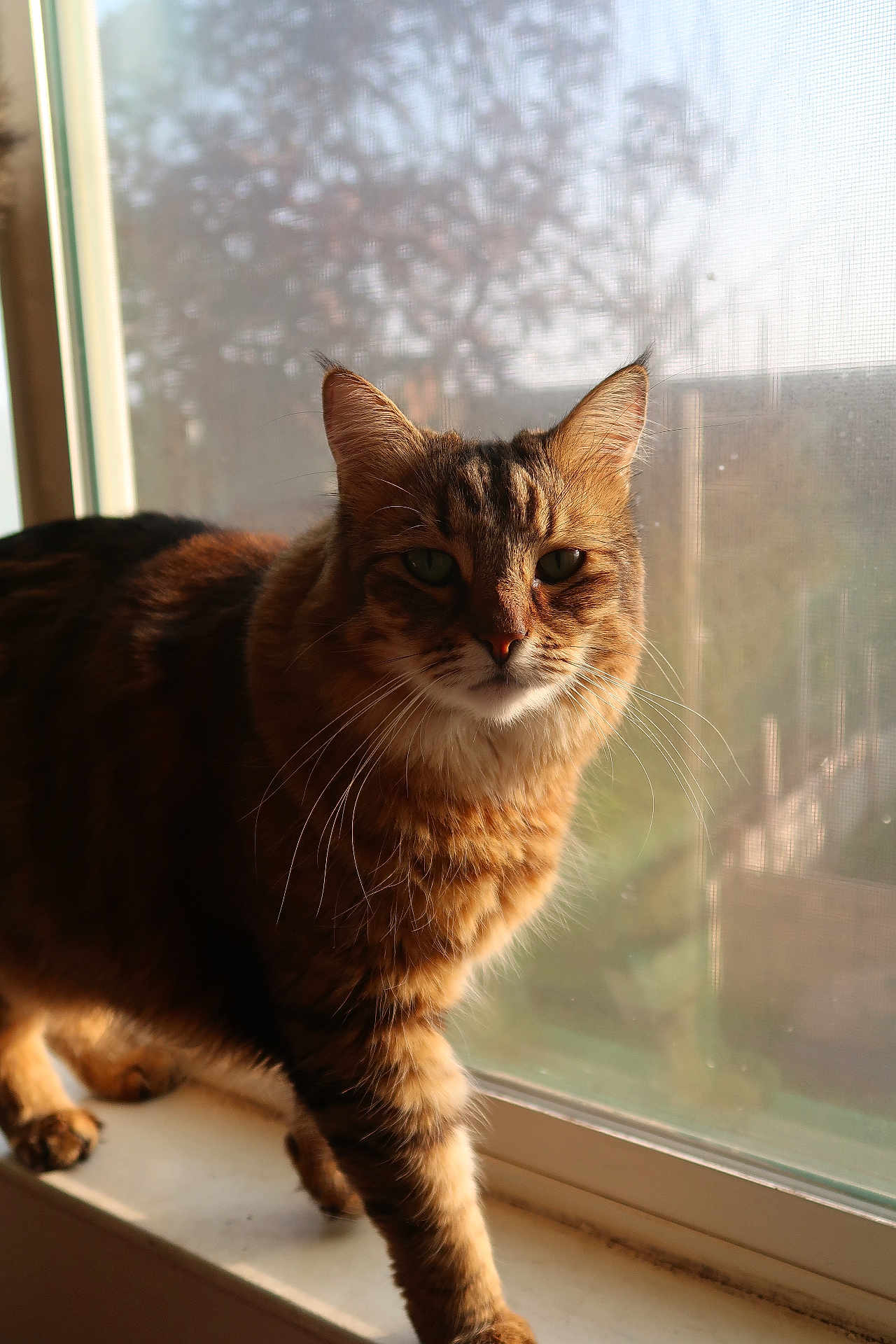 Leo joined the competition — help win amazing prizes! cat, tabby, pet, whiskers, fur, windowsill, window, sunlight, portrait, indoor, screen, trees, paws, gaze, feline, domestic_cat, natural_light, close_up, calm, household