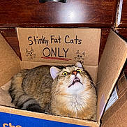 Leo is registered to the contest to win money with this photo: cat, box, cardboard, handwritten_text, sign, chewy_box, feline, pet, yellow_eyes, wide_eyes, surprised_expression, indoor, wooden_drawer, furniture, close_up, portrait, whiskers, fur, packaging, fluffy_tail