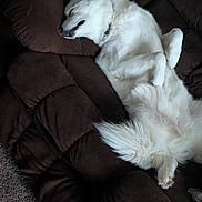 Buddy is registered to the contest to win money with this photo: dog, white_dog, couch, brown_couch, indoor, carpet, relaxed, sleeping, pet, fur, fluffy, canine, domestic_animal, resting, living_room, cozy, collar, four_legs, tail, comfortable