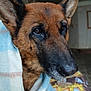 dog, german_shepherd, pet, animal, close_up, face, ears, blanket, indoor, fur, brown, black, nostrils, eyes, portrait, cozy, resting, cute, canine, companion
