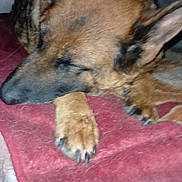 Panda a rejoint le concours — aidez-le/la à gagner de superbes lots ! dog, german_shepherd, sleeping, paw, blanket, indoor, pet, fur, animal, resting, close_up, canine, cozy, quiet, relaxed, snout, ears, nail, comfort, home
