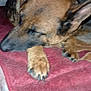 dog, german_shepherd, sleeping, paw, blanket, indoor, pet, fur, animal, resting, close_up, canine, cozy, quiet, relaxed, snout, ears, nail, comfort, home