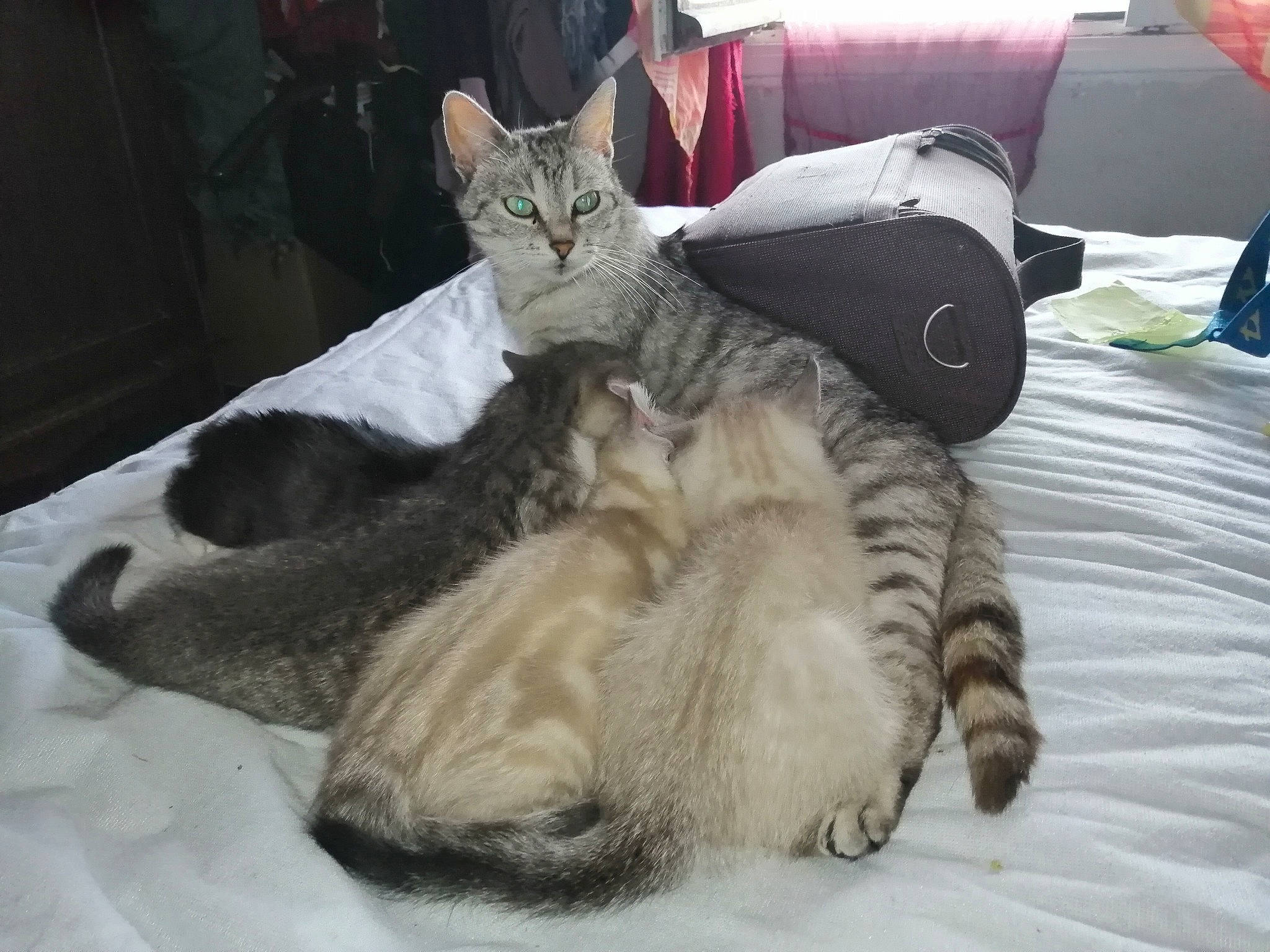 Panda Et Filou participe au concours pour gagner de l'argent avec cette photo : aegean_cat, american_shorthair, asian, carnivore, cat, claw, domestic_short_haired_cat, dragon_li, egyptian_mau, european_shorthair, felidae, fur, mammal, oriental_longhair, paw, pixie_bob, small_to_medium_sized_cats, tabby_cat, tail, whiskers