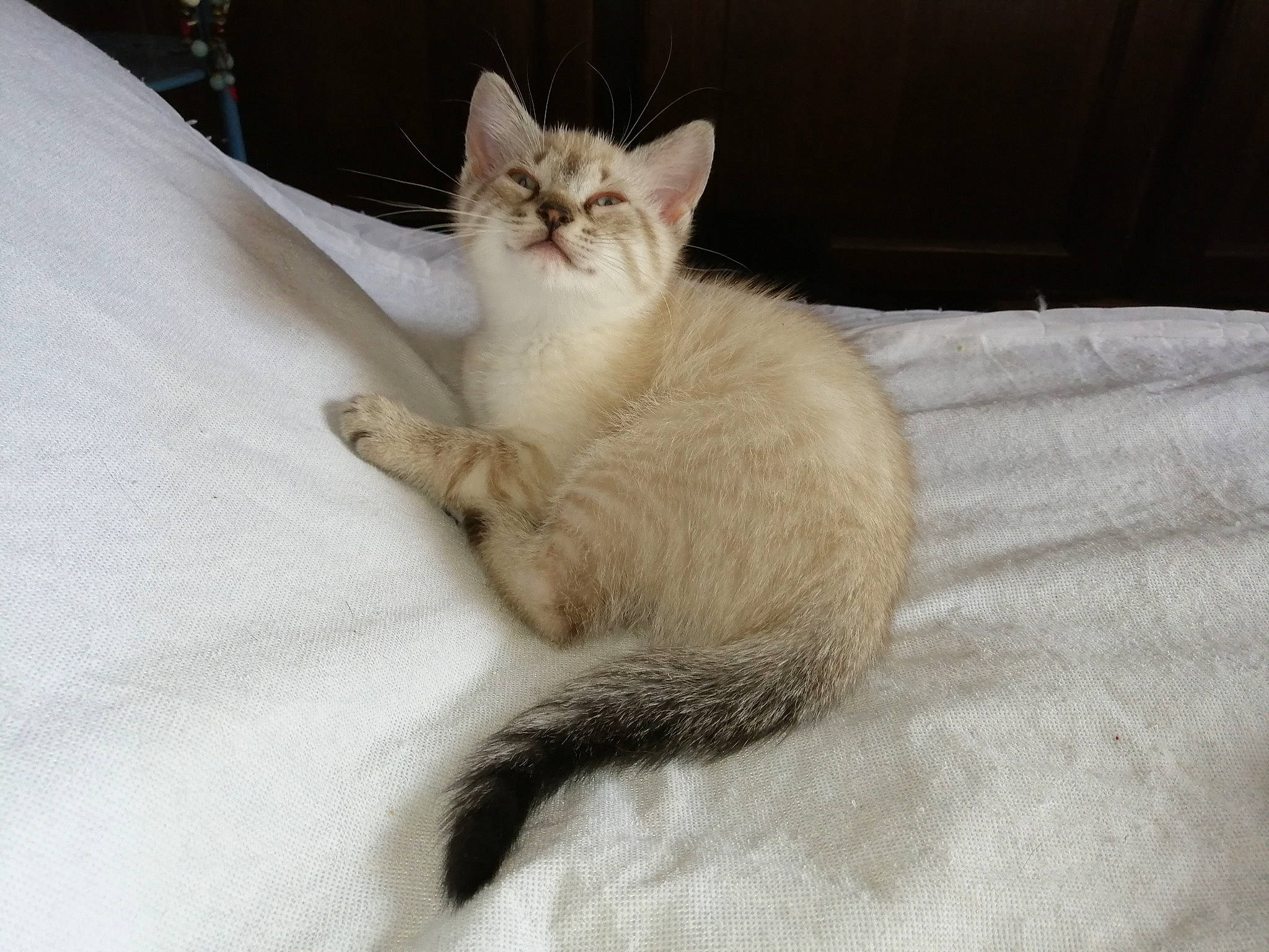 Panda Et Filou a rejoint le concours — aidez-le/la à gagner de superbes lots ! asian, balinese, burmilla, carnivore, cat, claw, colorpoint_shorthair, felidae, fur, javanese, kitten, mammal, ojos_azules, ragdoll, small_to_medium_sized_cats, tail, turkish_angora, turkish_van, vertebrate, whiskers