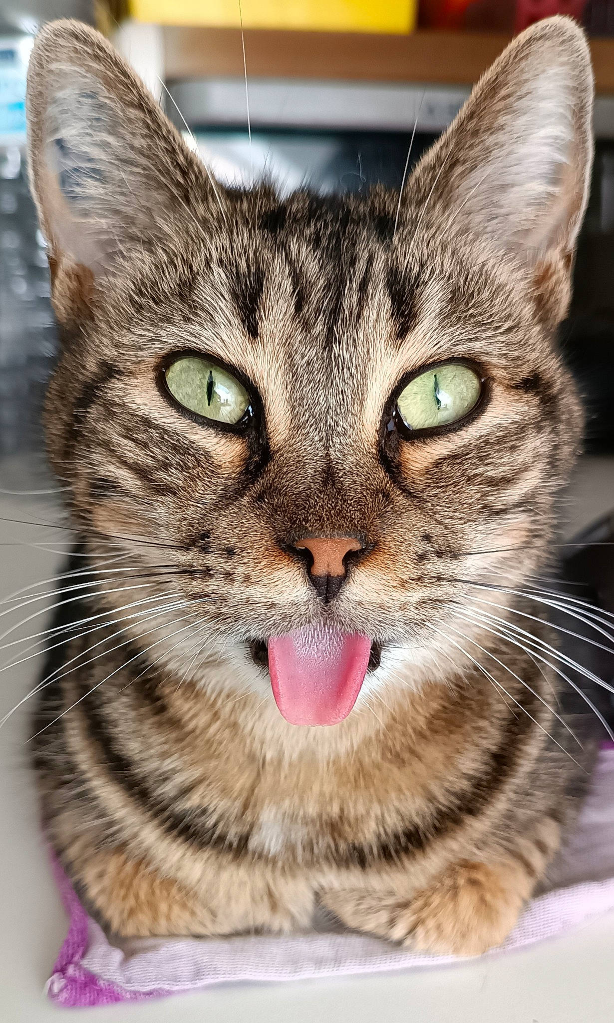 Oly participe au concours pour gagner de l'argent avec cette photo : carnivore, cat, domestic_short_haired_cat, felidae, fur, paw, small_to_medium_sized_cats, snout, terrestrial_animal, whiskers