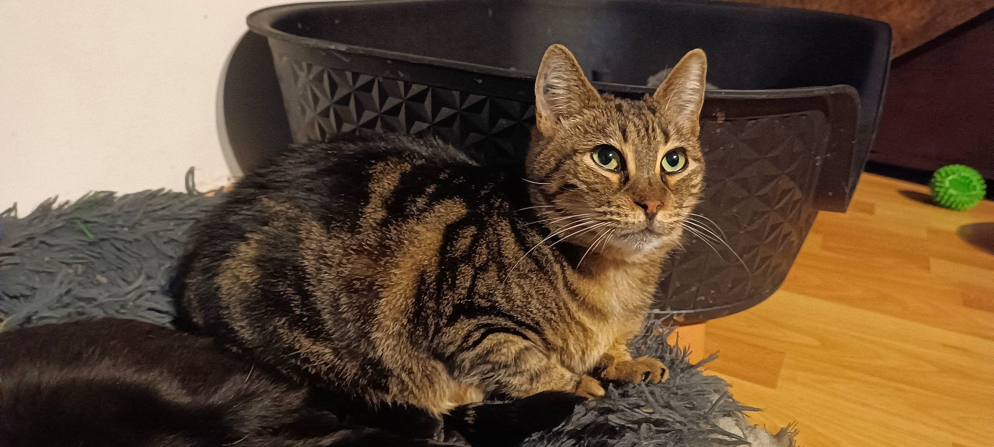 Oly participe au concours pour gagner de l'argent avec cette photo : box, carnivore, cat, cat_supply, domestic_short_haired_cat, felidae, fur, paw, rectangle, sitting, small_to_medium_sized_cats, tail, terrestrial_animal, tree, whiskers, window