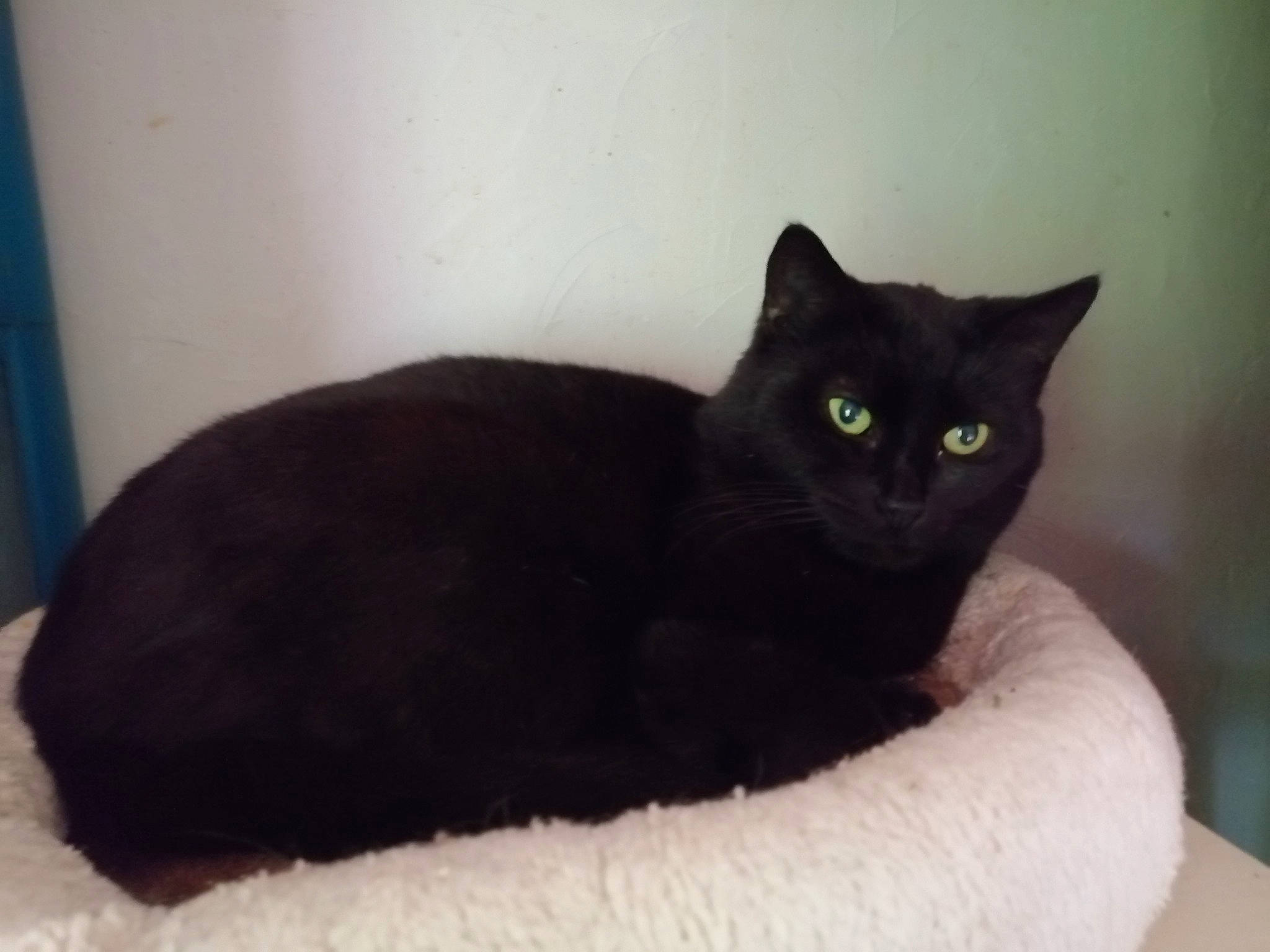 Bagherra participe au concours pour gagner de l'argent avec cette photo : asian, black, black_cat, bombay, british_shorthair, burmese, carnivore, cat, domestic_short_haired_cat, european_shorthair, eye, felidae, german_rex, korat, mammal, small_to_medium_sized_cats, tail, vertebrate, whiskers