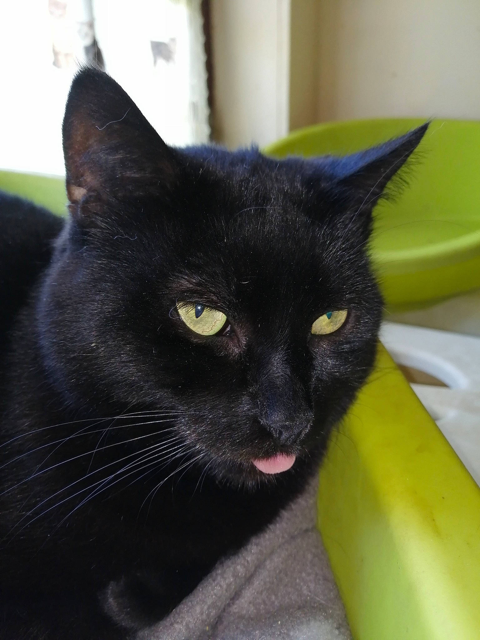 Bagherra participe au concours pour gagner de l'argent avec cette photo : asian, black, black_cat, bombay, burmese, carnivore, cat, chartreux, domestic_short_haired_cat, eye, felidae, havana_brown, korat, mammal, small_to_medium_sized_cats, snout, vertebrate, whiskers