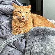 Fred joined the competition — help win amazing prizes! cat, orange_tabby, tabby_cat, blep, blanket, bedding, bed, indoor, pet, whiskers, fur, sleepy, cozy, portrait, golden_eyes, pink_tongue, domestic, relaxed, soft, living_space