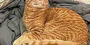 Fred joined the competition — help win amazing prizes! cat, orange_tabby, pet, sleeping, curled_up, blanket, pillow, comforter, plush_toy, indoor, fur, whiskers, closed_eyes, cozy, resting, tail, paws, bedroom, soft, domestic_animal
