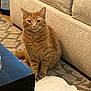 Fred joined the competition — help win amazing prizes! cat, orange_tabby, tabby, pet, indoor, couch, rug, coffee_table, living_room, fur, whiskers, paws, sitting, looking_at_camera, furniture, home_interior, gaze, portrait, cozy, curious