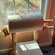 Tater Tot is registered to the contest to win money with this photo: creative_arts, cylinder, daylighting, fixture, flooring, fur, gas, home_accessories, interior_design, metal, natural_material, rectangle, room, spinning, stairs, tail, tints_and_shades, window, window_treatment, wood
