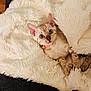 Roxy is registered to the contest to win money with this photo: animal, blanket, cat, collar, cozy, cute, domestic, feline, fur, indoor, kitten, pet, pink_collar, resting, sleepy, small, soft, tabby, warm, young