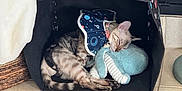 Roxy joined the competition — help win amazing prizes! cat, sleeping, tent, plush_toy, indoor, tile_floor, cozy, pet, animal, resting, cute, feline, collar, patterned_tent, home, quiet, soft_toy, relaxed, small_space, cuddling