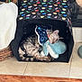 cat, sleeping, tent, plush_toy, indoor, tile_floor, cozy, pet, animal, resting, cute, feline, collar, patterned_tent, home, quiet, soft_toy, relaxed, small_space, cuddling