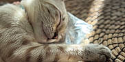 Roxy is registered to the contest to win money with this photo: animal, cat, close_up, cozy, cute, domestic_cat, feline, fur, indoor, paw, peaceful, pet, relaxation, resting, sleeping, soft_light, striped, sunlight, whiskers, woven_mat