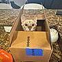 cat, cardboard_box, kitchen_counter, curious, pet, indoor, feline, home, living_room, cozy, animal, small, cute, container, curiosity, domestic, furniture, tabletop, playful, box