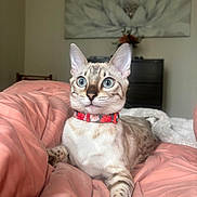 Roxy is registered to the contest to win money with this photo: alert, animal, bedroom, blanket, blue_eyes, cat, collar, cute, domestic_cat, ears, feline, floral_collar, fur, indoor, pet, pink_blanket, portrait, resting, striped, whiskers