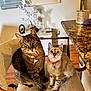 cat, tabby_cat, spotted_cat, chair, indoor, furniture, pet, collar, curious, looking_at_camera, floor, table, flower, decoration, cozy, domestic, animal, whiskers, ears, tail