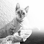 Roxy is registered to the contest to win money with this photo: cat, animal, pet, knitted_blanket, texture, indoor, portrait, black_and_white, soft_focus, collar, cute, feline, whiskers, closeup, eyes, sitting, curious, domestic, cozy, background_blur