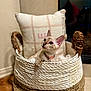 cat, basket, cushion, indoor, pet, curious, woven, feline, cozy, soft, resting, ears, whiskers, collar, floor, home, decor, texture, light, shadow