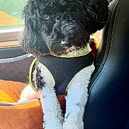 Teddy joined the competition — help win amazing prizes! dog, black_and_white, curly_hair, fluffy, pet, canine, harness, sitting, car, vehicle, car_seat, interior, window, sunlight, portrait, close_up, travel, cute, fur, alert