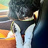 dog, black_and_white, curly_hair, fluffy, pet, canine, harness, sitting, car, vehicle, car_seat, interior, window, sunlight, portrait, close_up, travel, cute, fur, alert