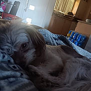 Buda is registered to the contest to win money with this photo: dog, blanket, indoor, resting, laying_down, pet, fur, cozy, home, window, kitchen, door, light, comfort, animal, relaxing, sleepy, soft, domestic, living_room