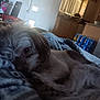 dog, blanket, indoor, resting, laying_down, pet, fur, cozy, home, window, kitchen, door, light, comfort, animal, relaxing, sleepy, soft, domestic, living_room