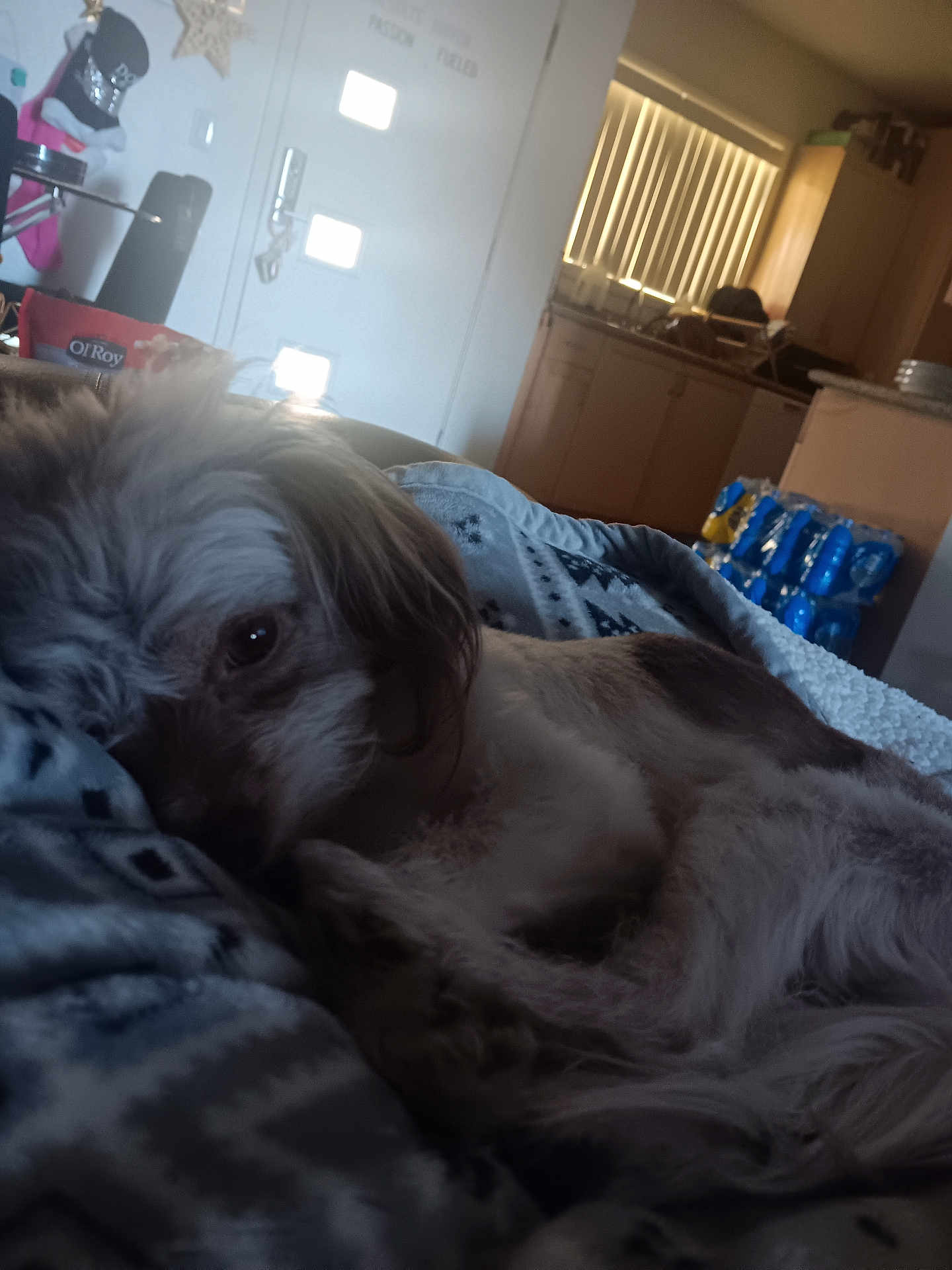 Buda is registered to the contest to win money with this photo: dog, blanket, indoor, resting, laying_down, pet, fur, cozy, home, window, kitchen, door, light, comfort, animal, relaxing, sleepy, soft, domestic, living_room