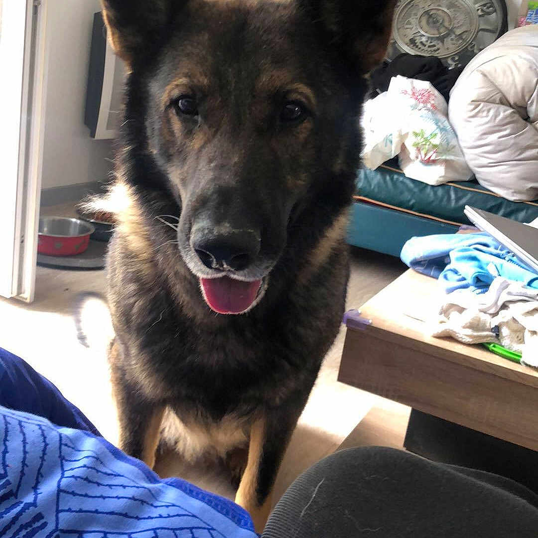 Phylou participe au concours pour gagner de l'argent avec cette photo : animal, blanket, clock, couch, curious, dog, ears_up, floor, food_bowl, friendly, fur, german_shepherd, household_items, indoors, light, living_room, pet, table, tongue_out, window