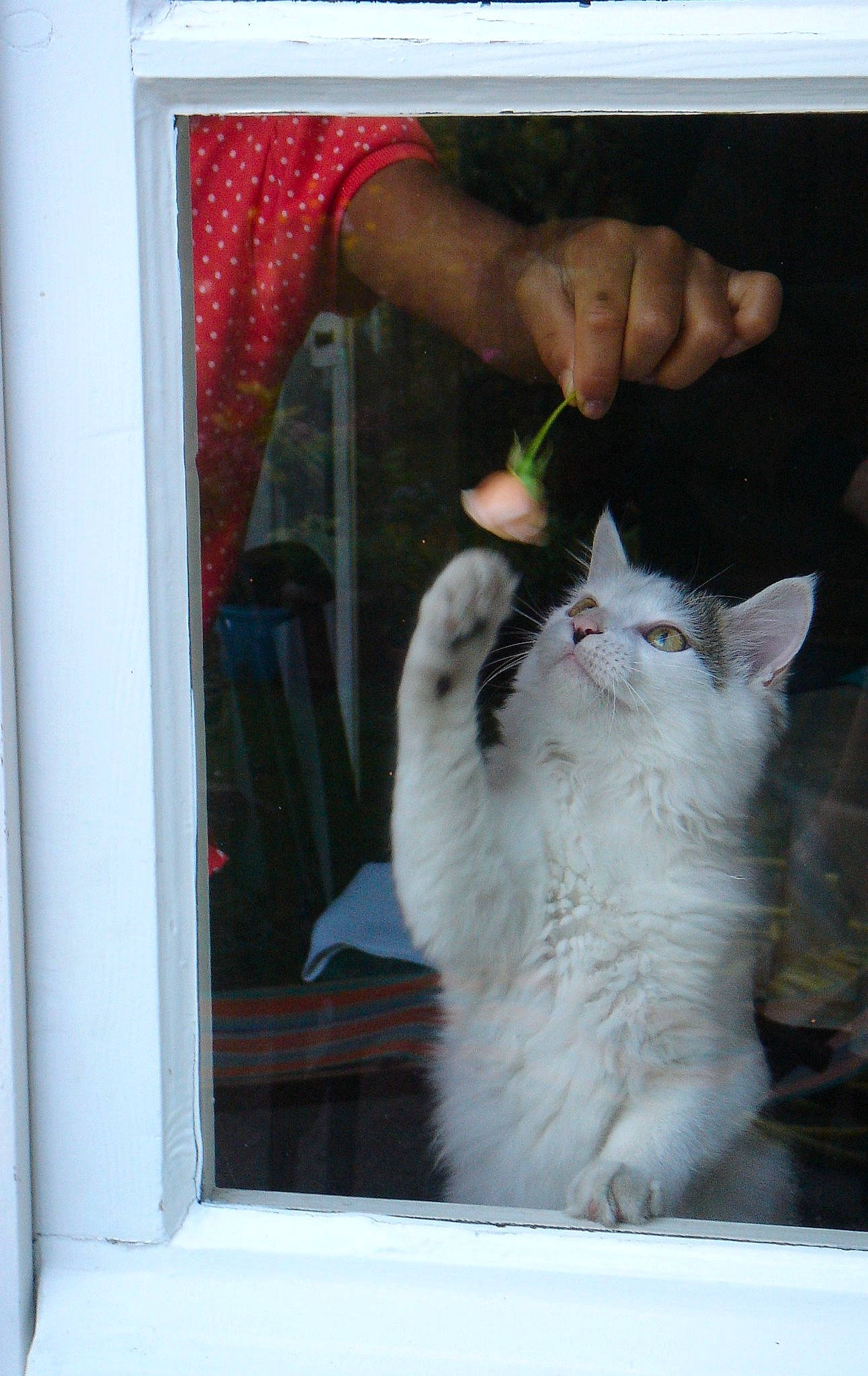 Blanca participe au concours pour gagner de l'argent avec cette photo : carnivore, cat, domestic_short_haired_cat, felidae, fur, gesture, paw, photo_caption, small_to_medium_sized_cats, snout, tail, whiskers, window