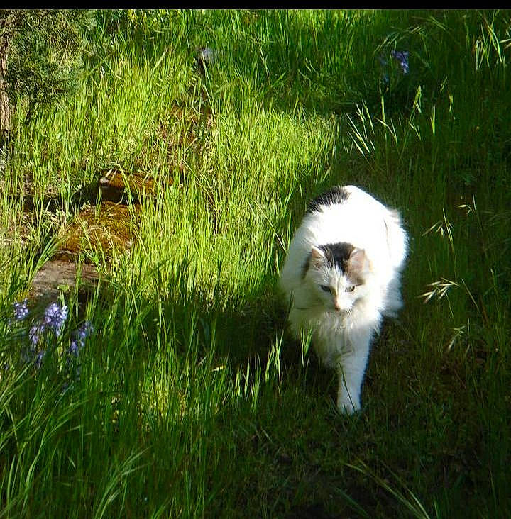 Blanca participe au concours pour gagner de l'argent avec cette photo : carnivore, cat, companion_dog, dog_breed, felidae, fur, grass, grassland, groundcover, herb, herbaceous_plant, natural_landscape, pasture, plant, small_to_medium_sized_cats, sporting_group, tail, terrestrial_animal, whiskers, wildlife