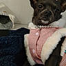 Daysi a rejoint le concours — aidez-le/la à gagner de superbes lots ! dog, small_dog, chihuahua, pet, portrait, close_up, black_fur, brown_fur, large_ears, dark_eyes, collar, pearls, pink_outfit, jacket, costume, fashion, sitting, indoor, blanket, couch