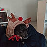 dog, pet, reindeer_costume, antlers, red_nose, black_dog, small_dog, animal, portrait, side_eye, sad_expression, costume, festive, christmas, indoor, blanket, cozy, home, furniture, photography