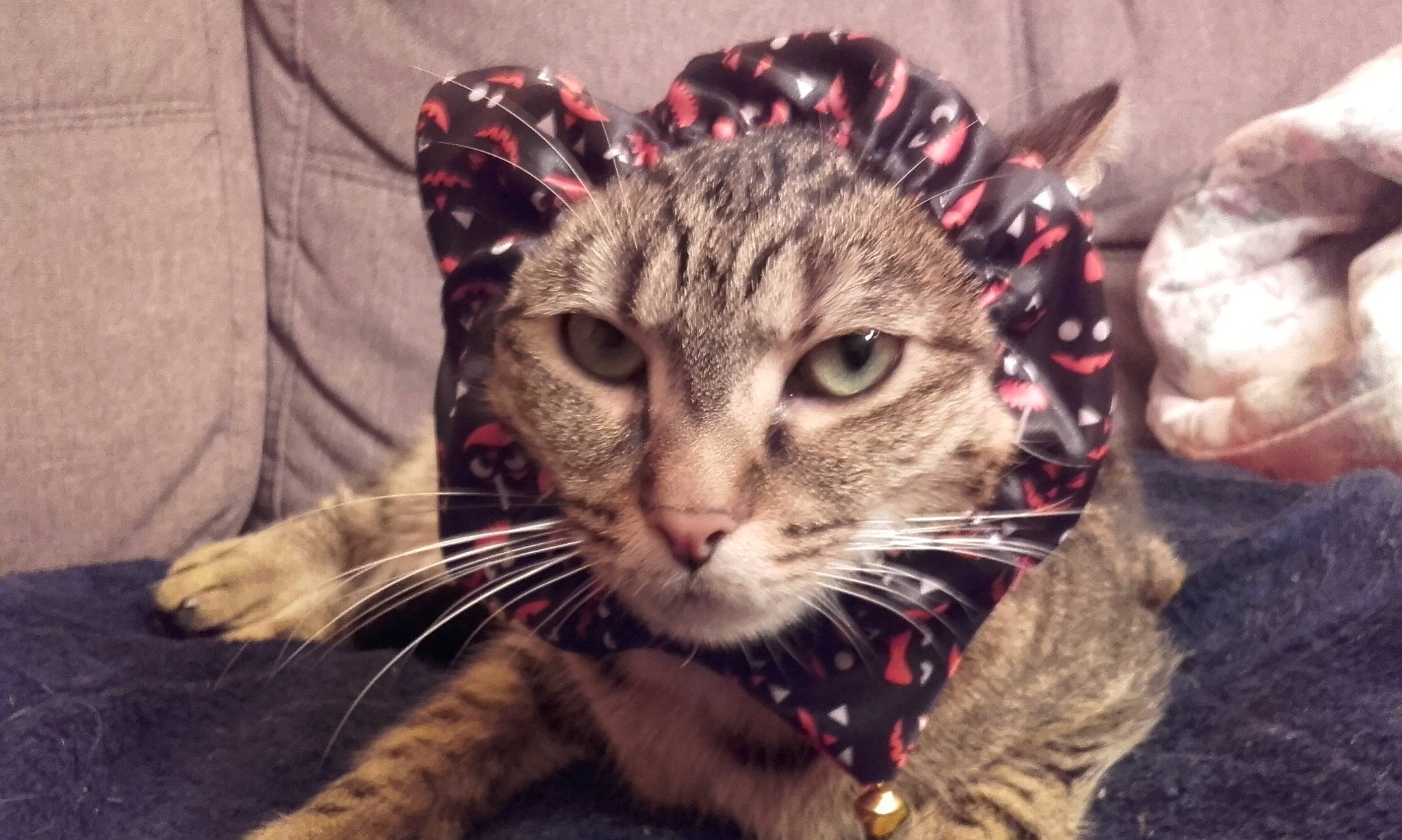 Miaouss participe au concours pour gagner de l'argent avec cette photo : carnivore, cat, claw, comfort, domestic_short_haired_cat, eye, fang, fawn, felidae, foot, fur, head, holiday, paw, small_to_medium_sized_cats, snout, terrestrial_animal, tree, whiskers, wildlife