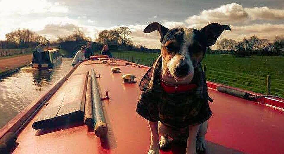 Pippin joined the competition — help win amazing prizes! boat, boats_and_boating_equipment_and_supplies, carnivore, cloud, collar, companion_dog, dog, dog_breed, dog_collar, fawn, lake, leisure, plant, sky, snout, tree, vehicle, water, watercraft, working_animal