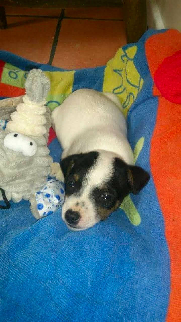 Pippin joined the competition — help win amazing prizes! canidae, carnivore, comfort, companion_dog, dog, dog_breed, dog_supply, dog_toy, fawn, fur, linens, paw, pet_supply, snout, sporting_group, tail, terrestrial_animal, toy, toy_dog, working_animal