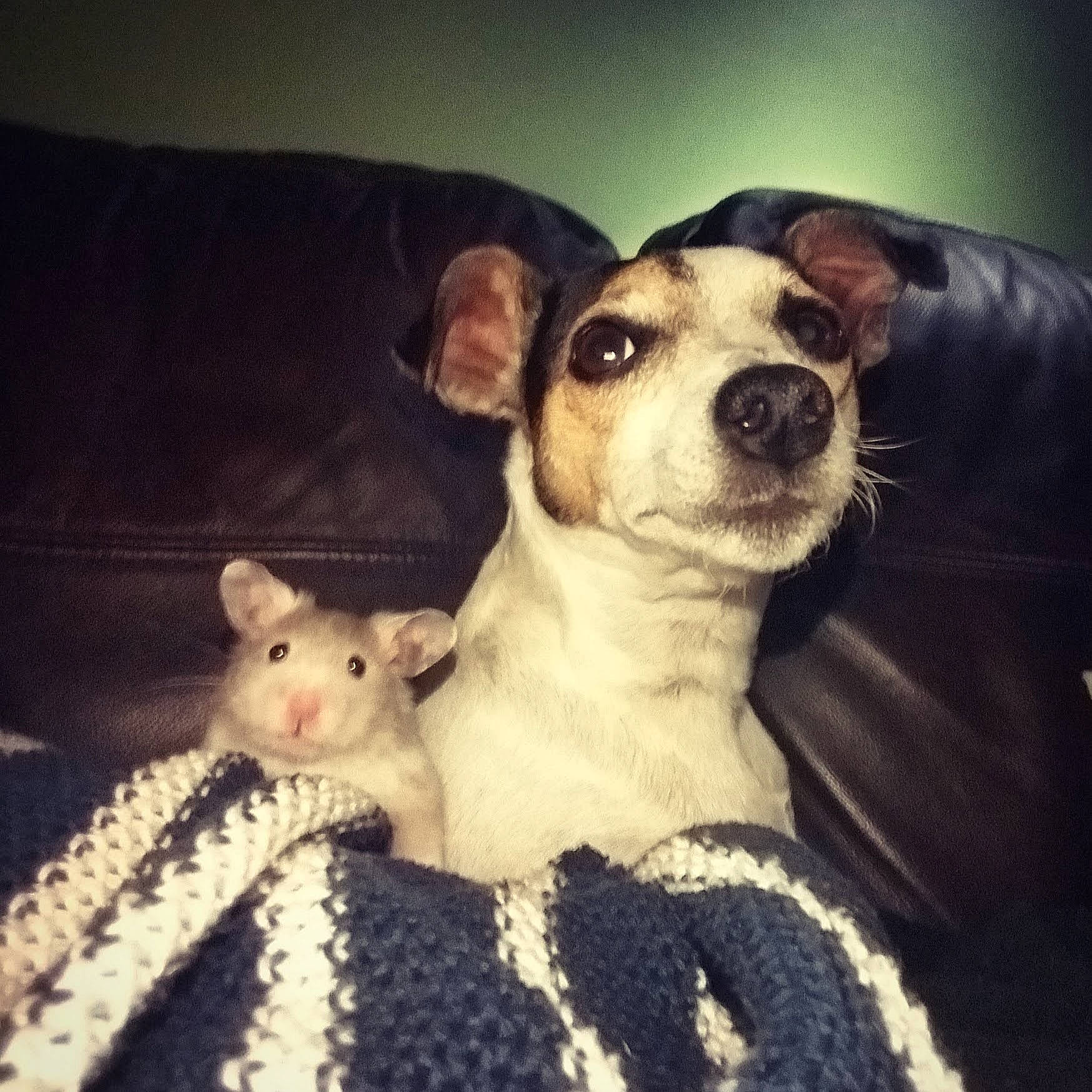 Pippin joined the competition — help win amazing prizes! canidae, carnivore, cloud, comfort, companion_dog, couch, dog, dog_breed, eyewear, fawn, fur, happy, metal, meteorological_phenomenon, morning, pattern, snout, square, toy_dog, whiskers