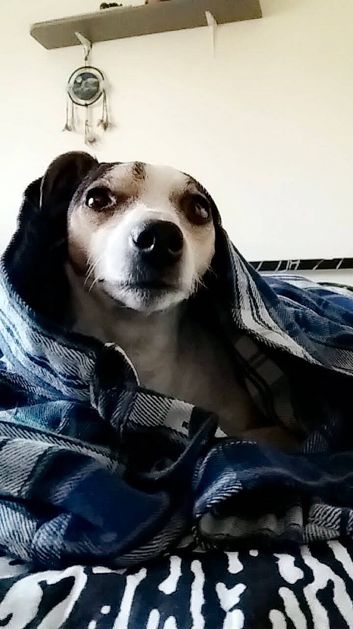 Pippin joined the competition — help win amazing prizes! art, canidae, carnivore, companion_dog, dog, dog_breed, dog_supply, fawn, fur, iris, monochrome, monochrome_photography, pattern, sitting, snout, sporting_group, street_fashion, terrestrial_animal, whiskers, working_animal