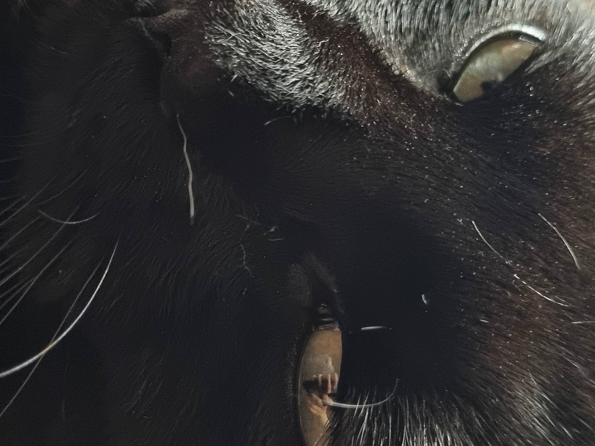 Loki joined the competition — help win amazing prizes! black_cat, bombay, carnivore, cat, darkness, domestic_short_haired_cat, eyelash, felidae, fur, iris, macro_photography, monochrome, monochrome_photography, small_to_medium_sized_cats, snout, tail, terrestrial_animal, whiskers, wildlife, working_animal