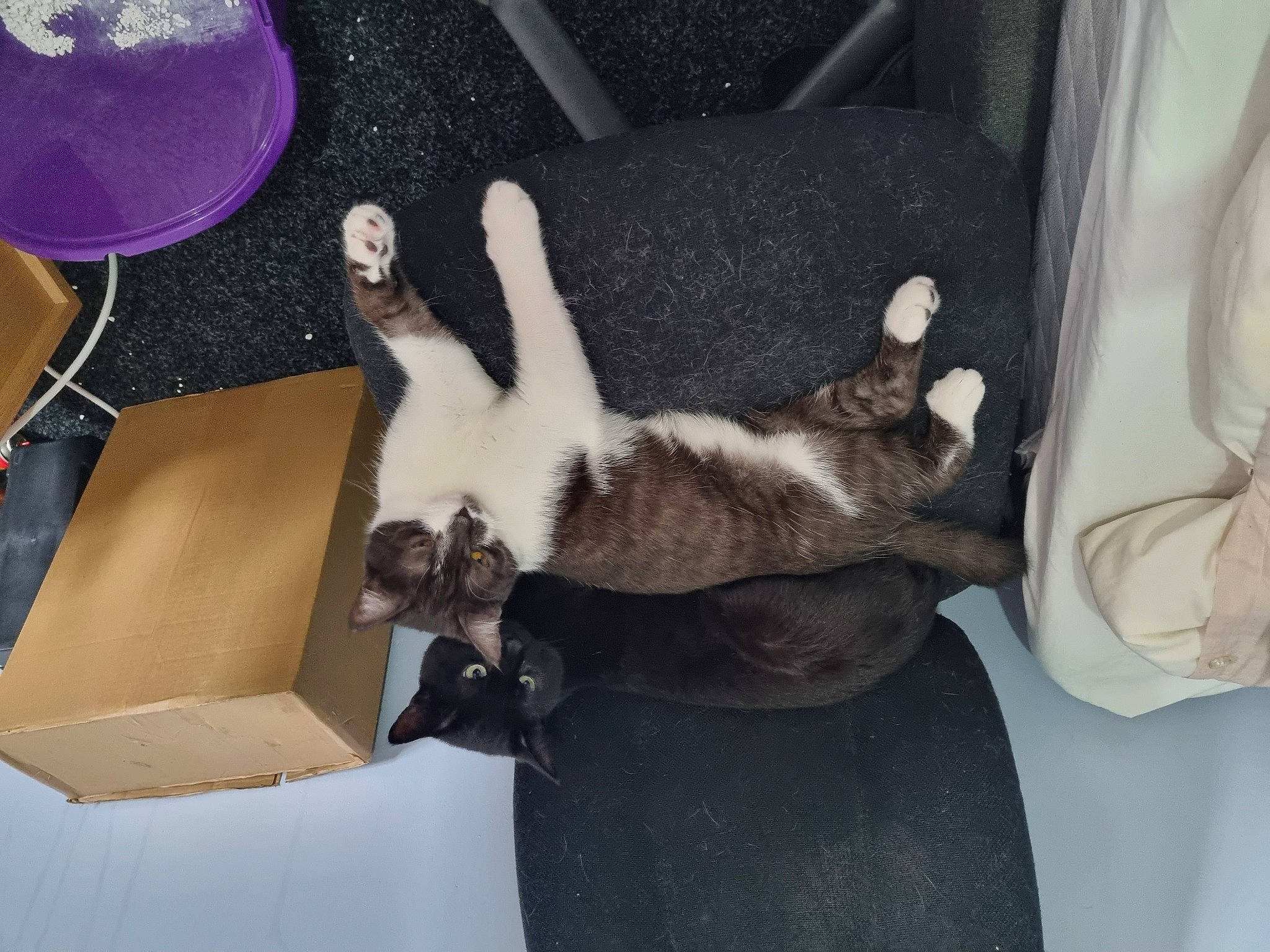 Loki joined the competition — help win amazing prizes! balloon, box, carnivore, carton, cat, comfort, companion_dog, dog_breed, domestic_short_haired_cat, felidae, fur, hardwood, packaging_and_labeling, packing_materials, room, shipping_box, small_to_medium_sized_cats, tail, whiskers, wood