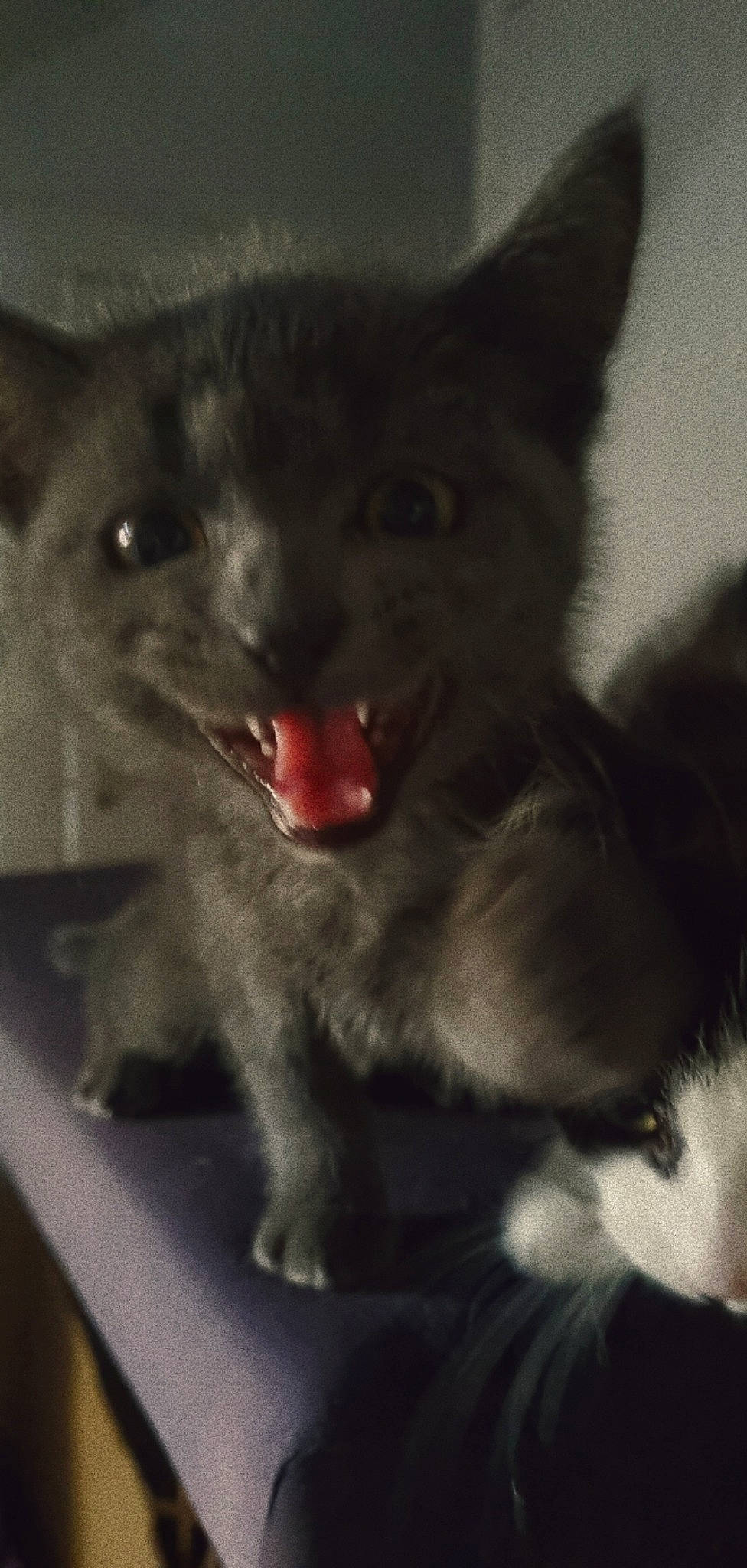 Zuko is registered to the contest to win money with this photo: black_cat, bombay, canidae, carnivore, cat, claw, dog_breed, domestic_short_haired_cat, fang, felidae, fur, grey, paw, small_to_medium_sized_cats, snout, tail, terrestrial_animal, whiskers