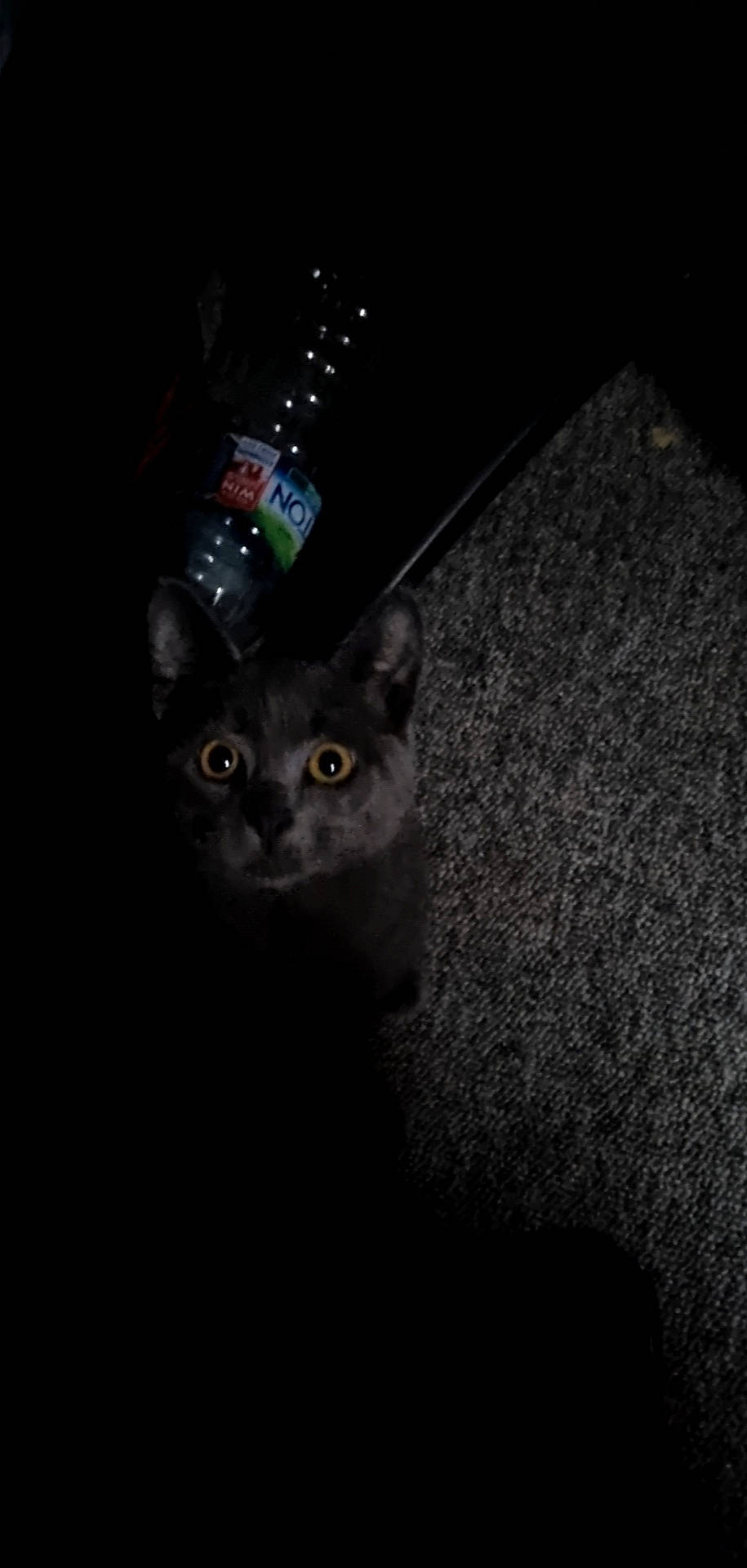 Zuko joined the competition — help win amazing prizes! black_cat, bottle, carnivore, cat, darkness, domestic_short_haired_cat, felidae, fur, grey, night, russian_blue, small_to_medium_sized_cats, snout, tail, water_bottle, whiskers