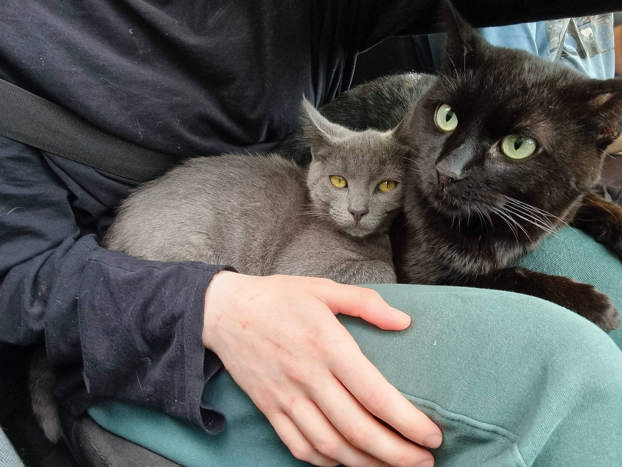 Zuko joined the competition — help win amazing prizes! carnivore, cat, comfort, domestic_short_haired_cat, ear, felidae, fur, gesture, grey, paw, russian_blue, sitting, sleeve, small_to_medium_sized_cats, snout, tail, whiskers