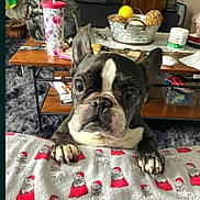Rocky joined the competition — help win amazing prizes! french_bulldog, dog, blanket, santa_hat, living_room, coffee_table, tumbler, indoor, pet, curious, close_up, black_and_white, paw, carpet, home, decor, container, glasses, medication, remote_control