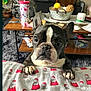 french_bulldog, dog, blanket, santa_hat, living_room, coffee_table, tumbler, indoor, pet, curious, close_up, black_and_white, paw, carpet, home, decor, container, glasses, medication, remote_control