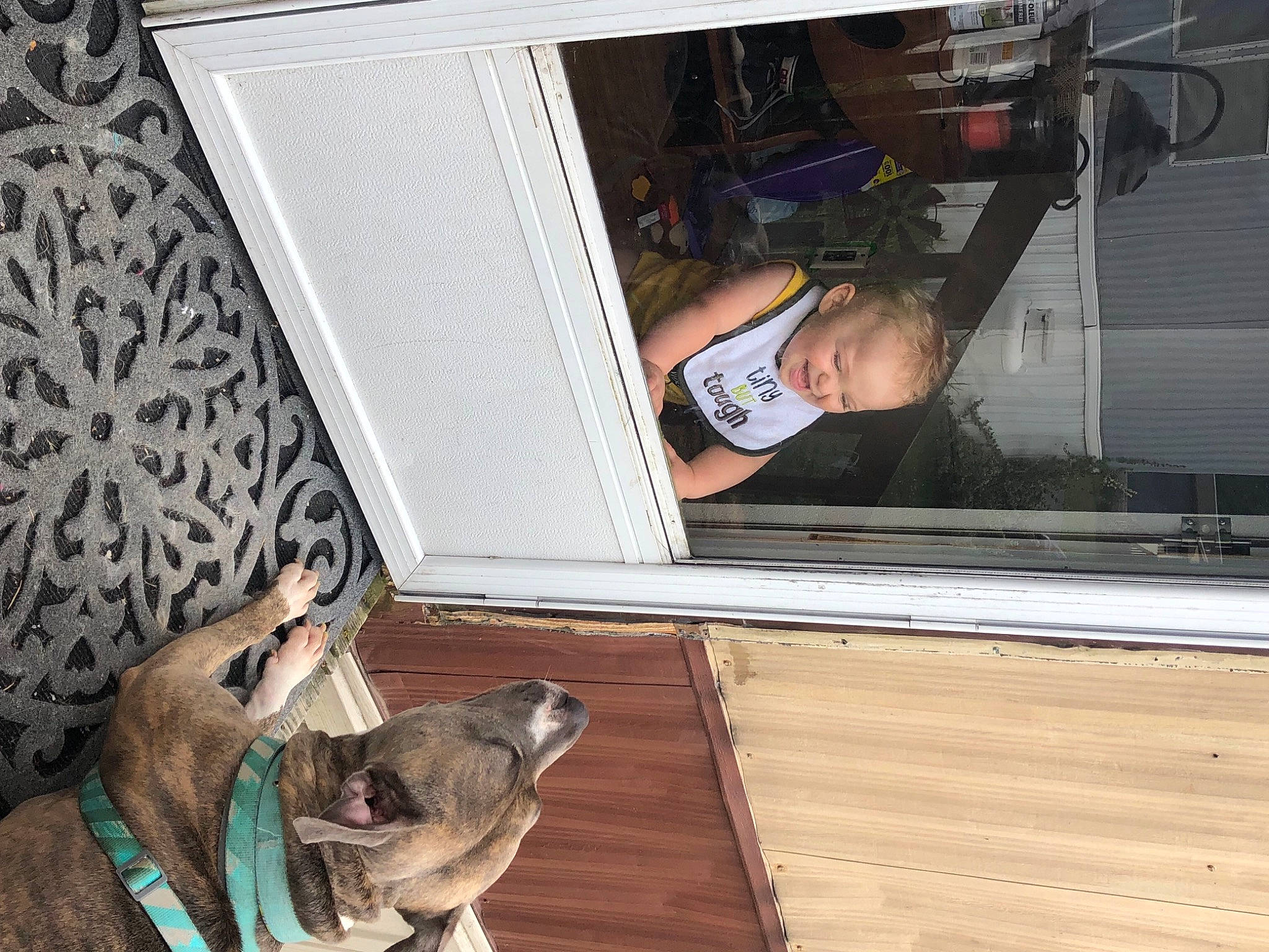 Axl is registered to the contest to win money with this photo: comfort, companion_dog, dog, dog_breed, elbow, fawn, felidae, flesh, flooring, guard_dog, hardwood, human_leg, machine, person, room, thigh, visual_arts, wood, working_animal, wrist