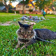 Sake is registered to the contest to win money with this photo: cat, tabby, grass, outdoor, pet, animal, feline, leash, nature, suburban, house, blurred_background, greenery, daylight, mammal, closeup, curious, resting, whiskers, ears
