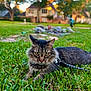cat, tabby, grass, outdoor, pet, animal, feline, leash, nature, suburban, house, blurred_background, greenery, daylight, mammal, closeup, curious, resting, whiskers, ears